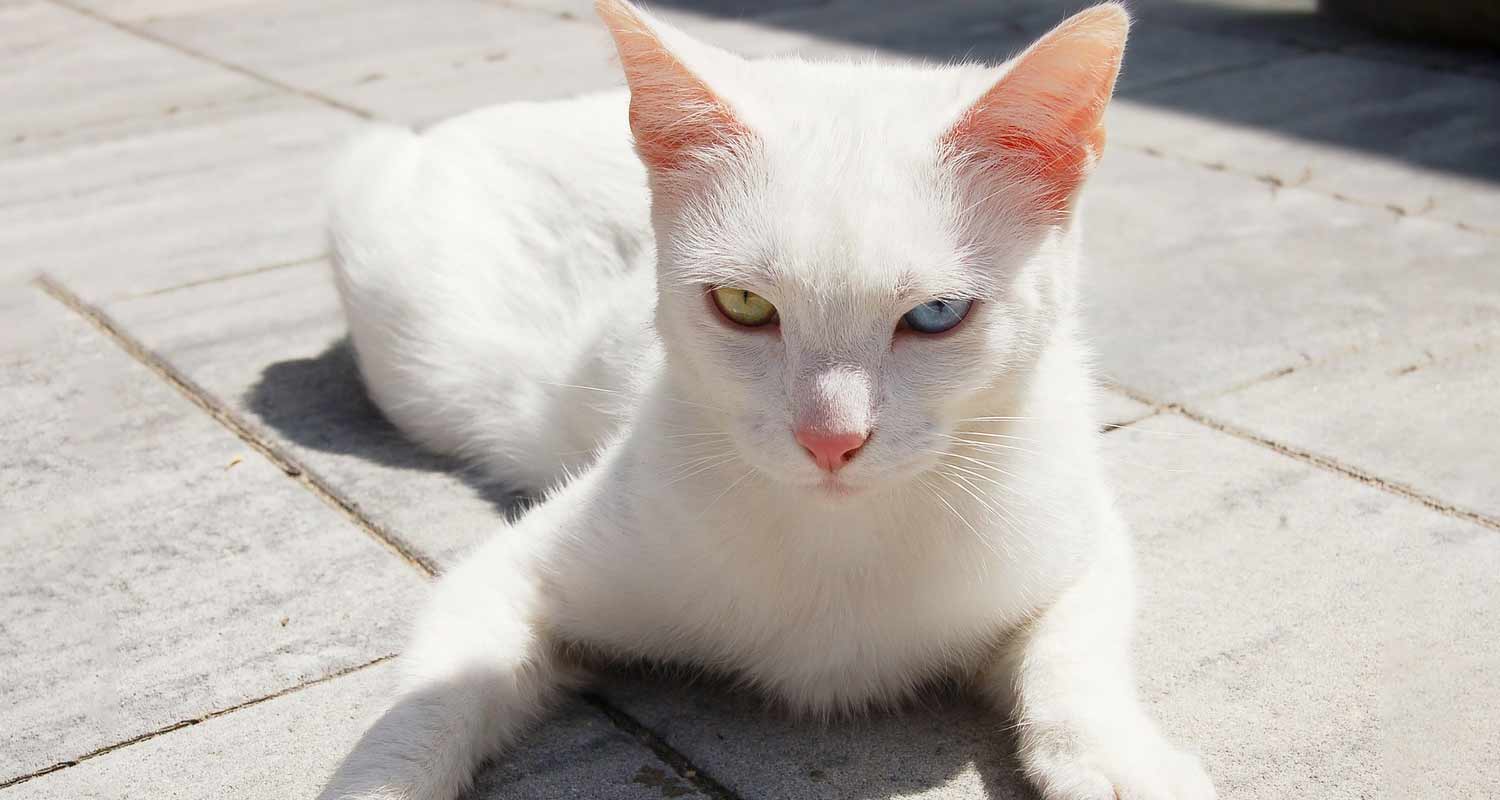 Perche le persone hanno occhi di colore diverso