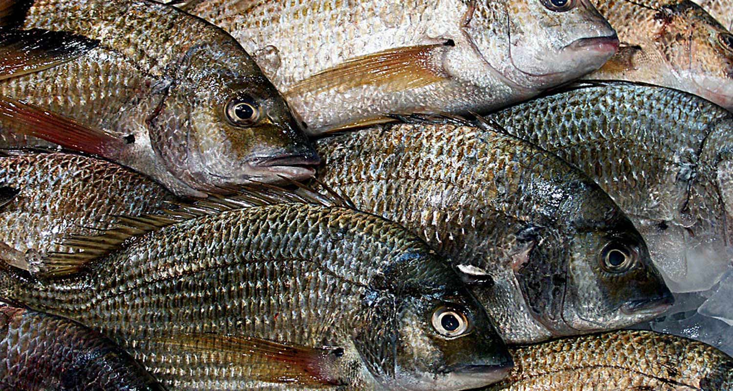 Piovono pesci dal cielo in Texas