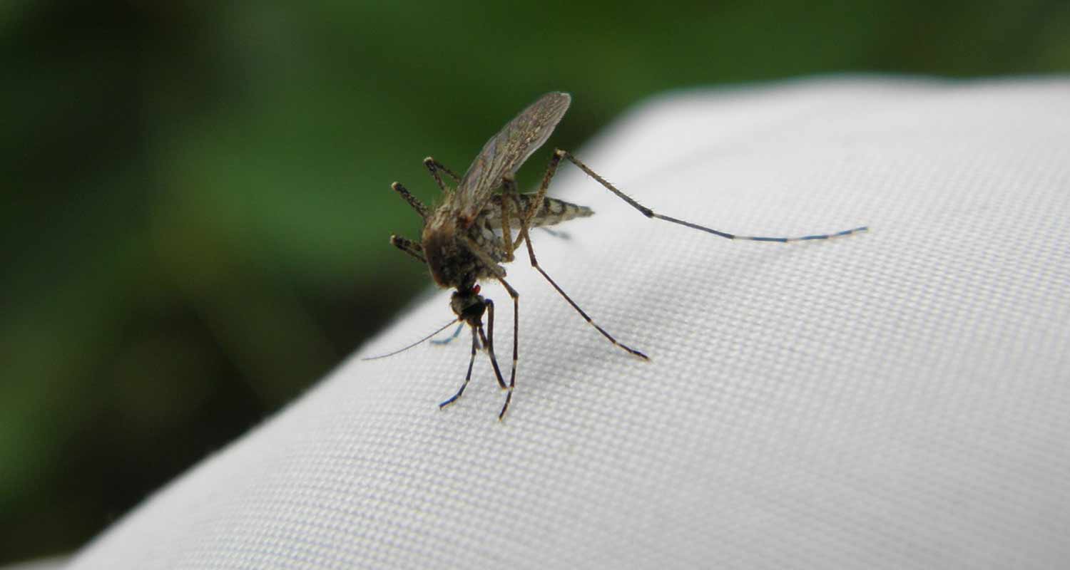 Punture di insetti Come comportarsi