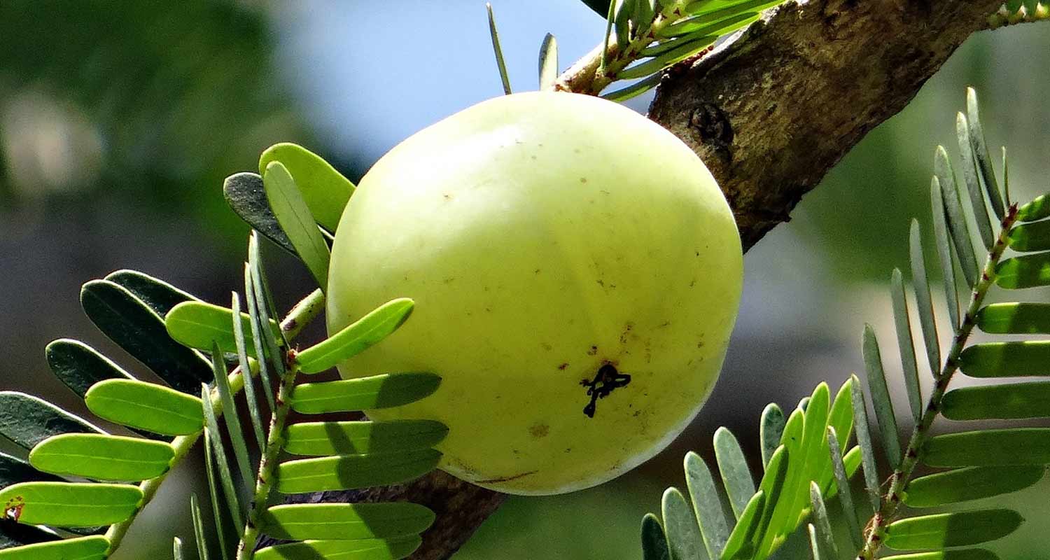 Amla un frutto ricco di benefici li conosci