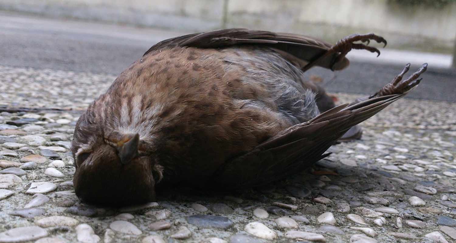 Uccelli cadono dal cielo ancora una volta si parla di 5G