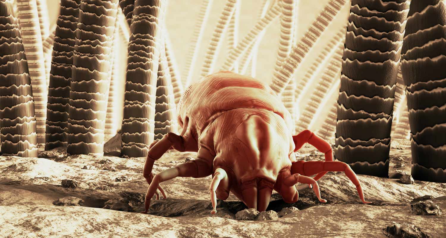 Lo sai che creature microscopiche si accoppiano sul nostro viso