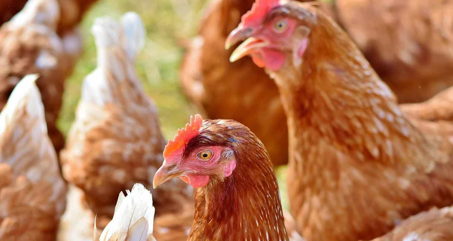 Lo sapevi che i polli vivevano sugli alberi