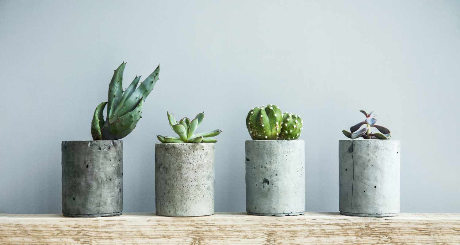 Piante magiche da tenere in casa sono positive