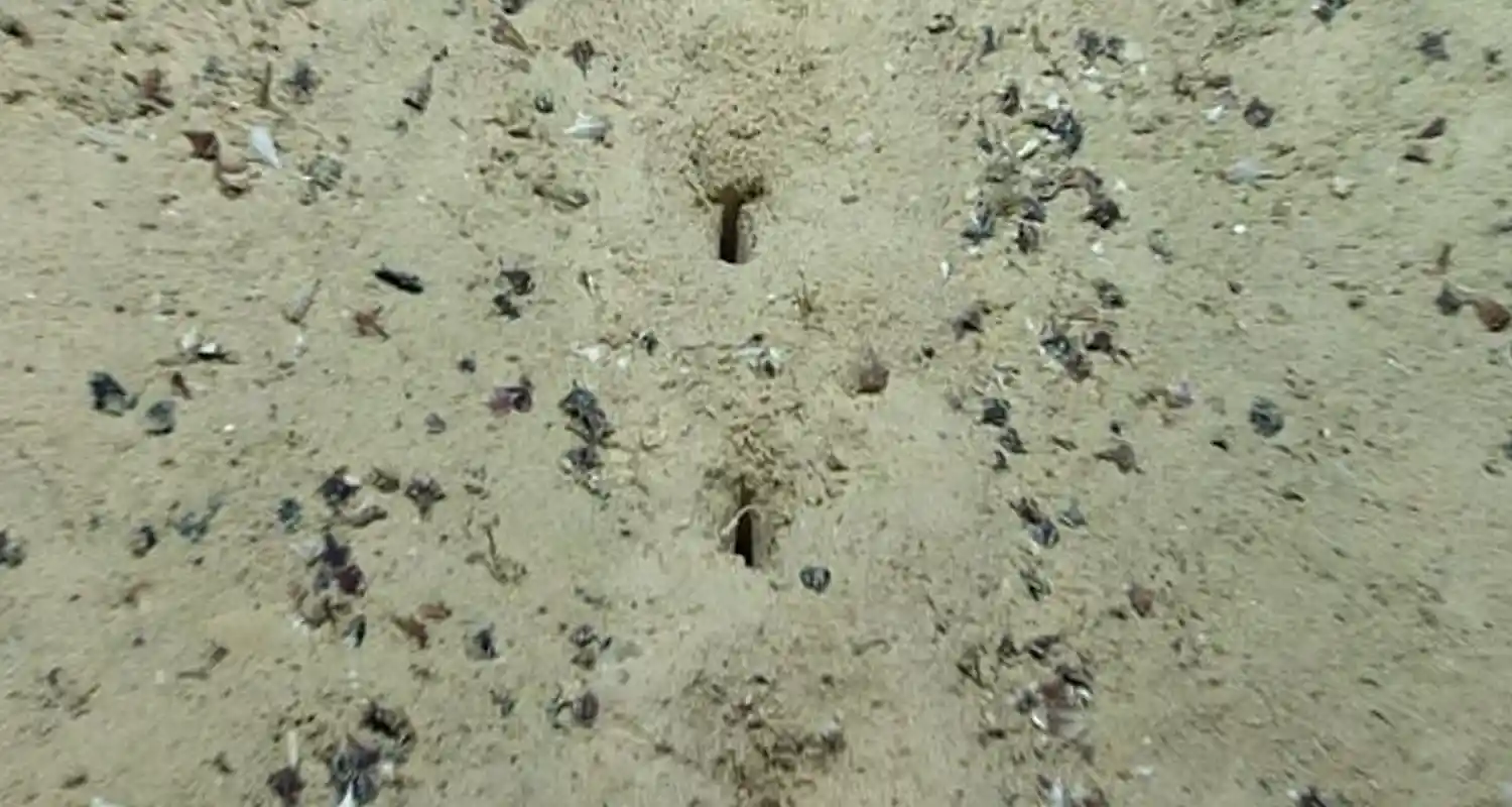 Ci sono dei buchi nel fondo oceano che nessuno sa spiegare