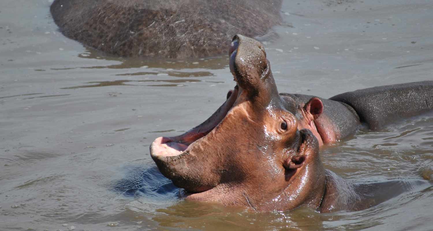 Il video virale ippopotamo attacca tre leoni che attraversano un fiume