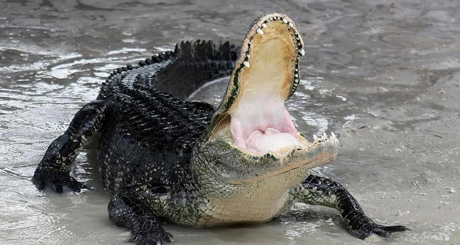 In Messico il sindaco sposa un alligatore per buon augurio