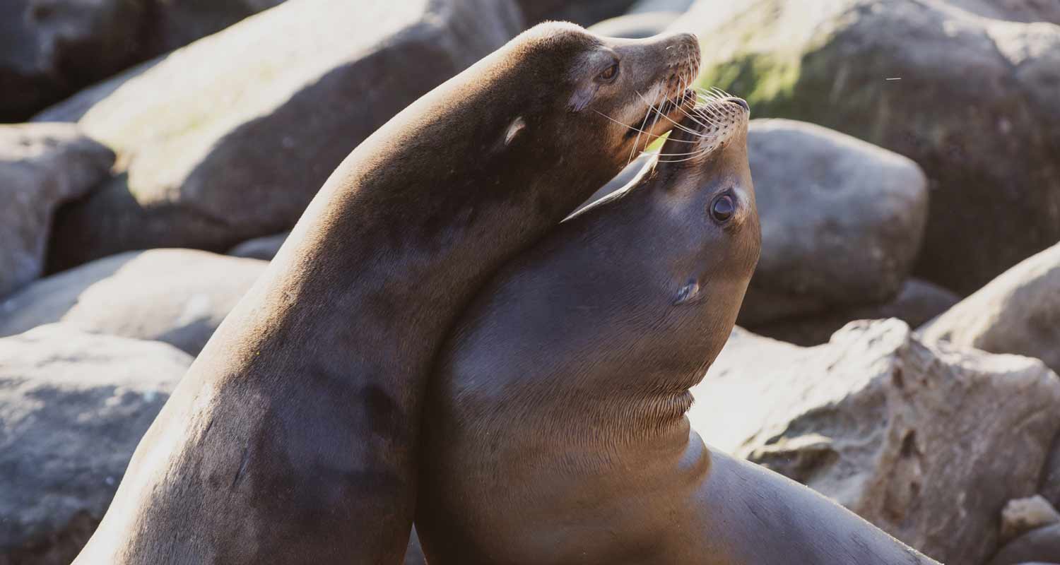 Incredibile i leoni marini fanno scappare i bagnanti dalla riva