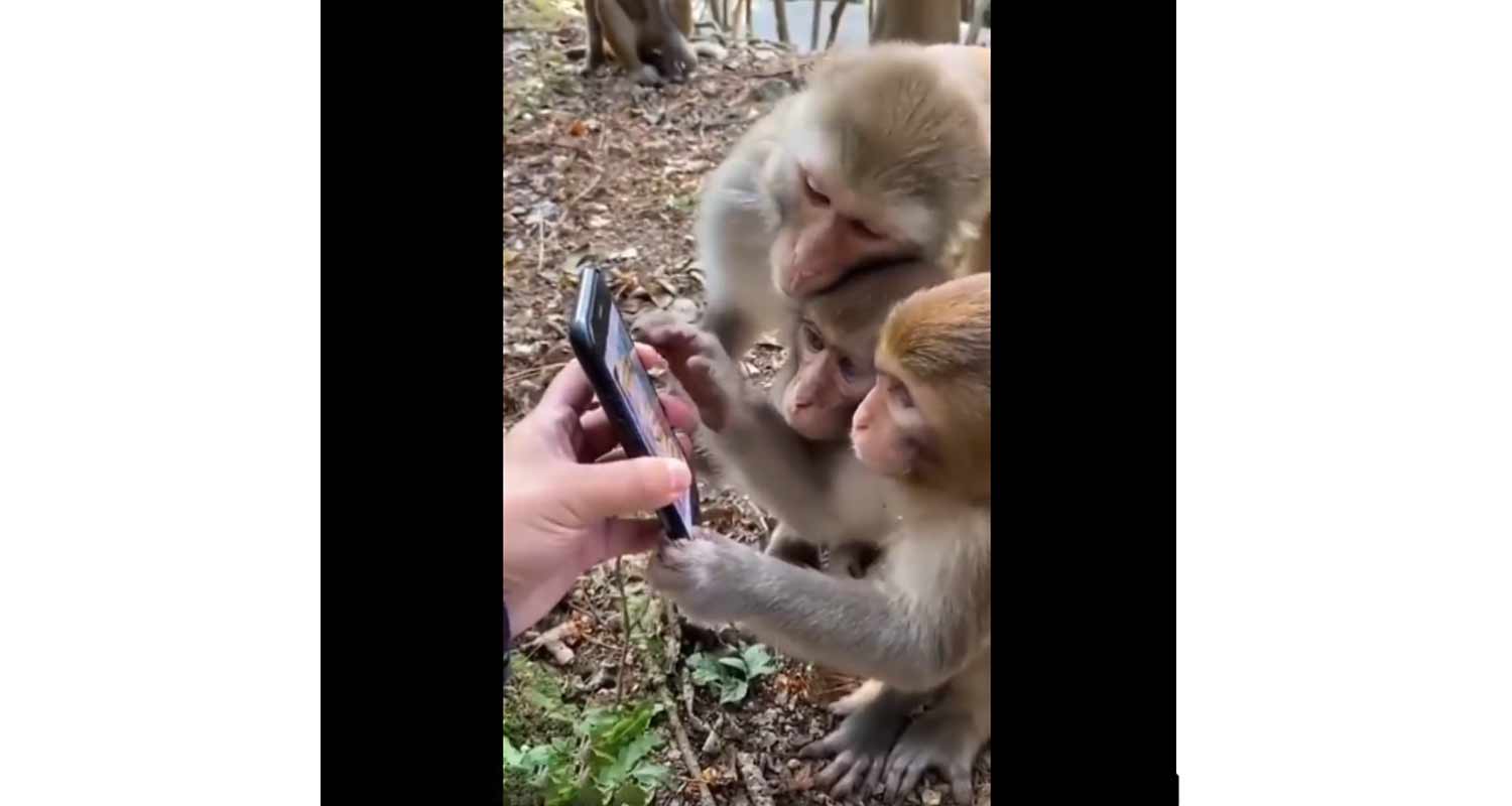 Le scimmie utilizzano i social e fanno impazzire il web