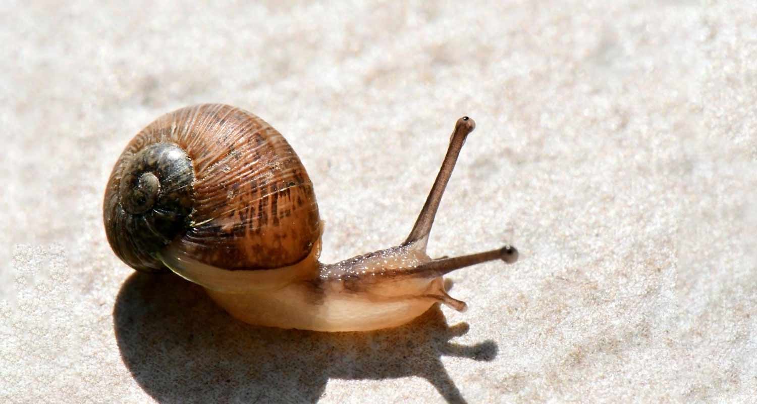 Lumache giganti africane bloccano una citta della Florida