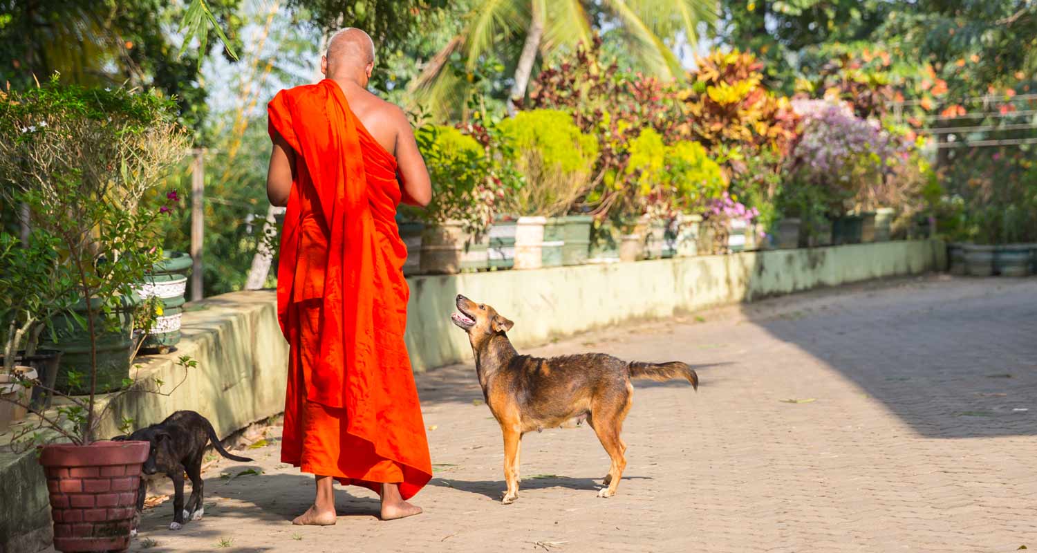 Monaco buddista ubriaco perche crede che il Whisky previene il Covid
