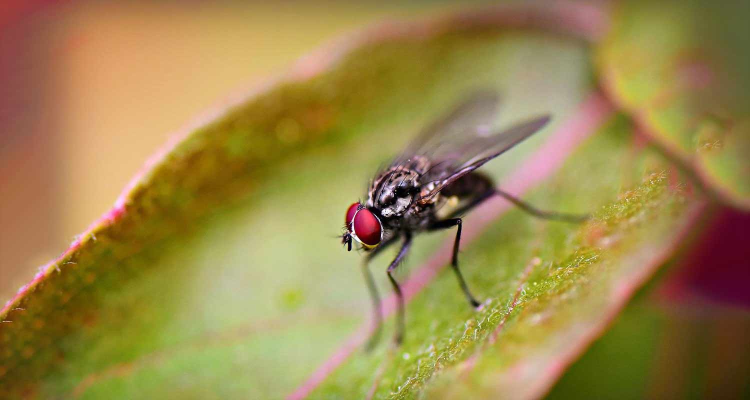 Quando uccidi un insetto pensaci perche prova dolore come noi