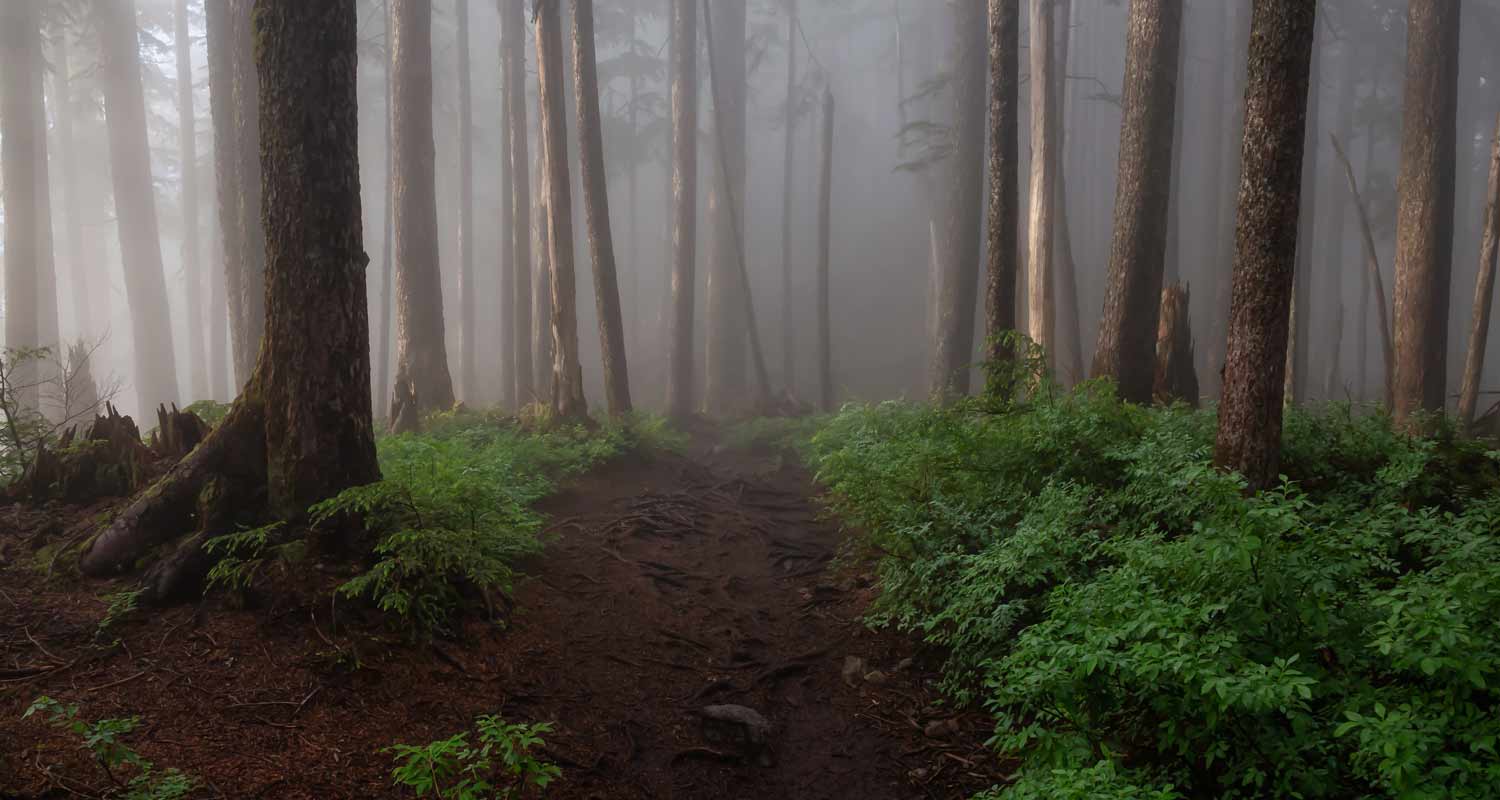 Ritrovato un enorme teschio nelle foreste canadesi