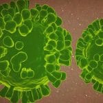 Stati Uniti Contrae il vaiolo delle scimmie e il covid contemporaneamente