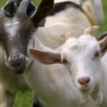 A Barcellona utilizzano le pecore come vigili del fuoco