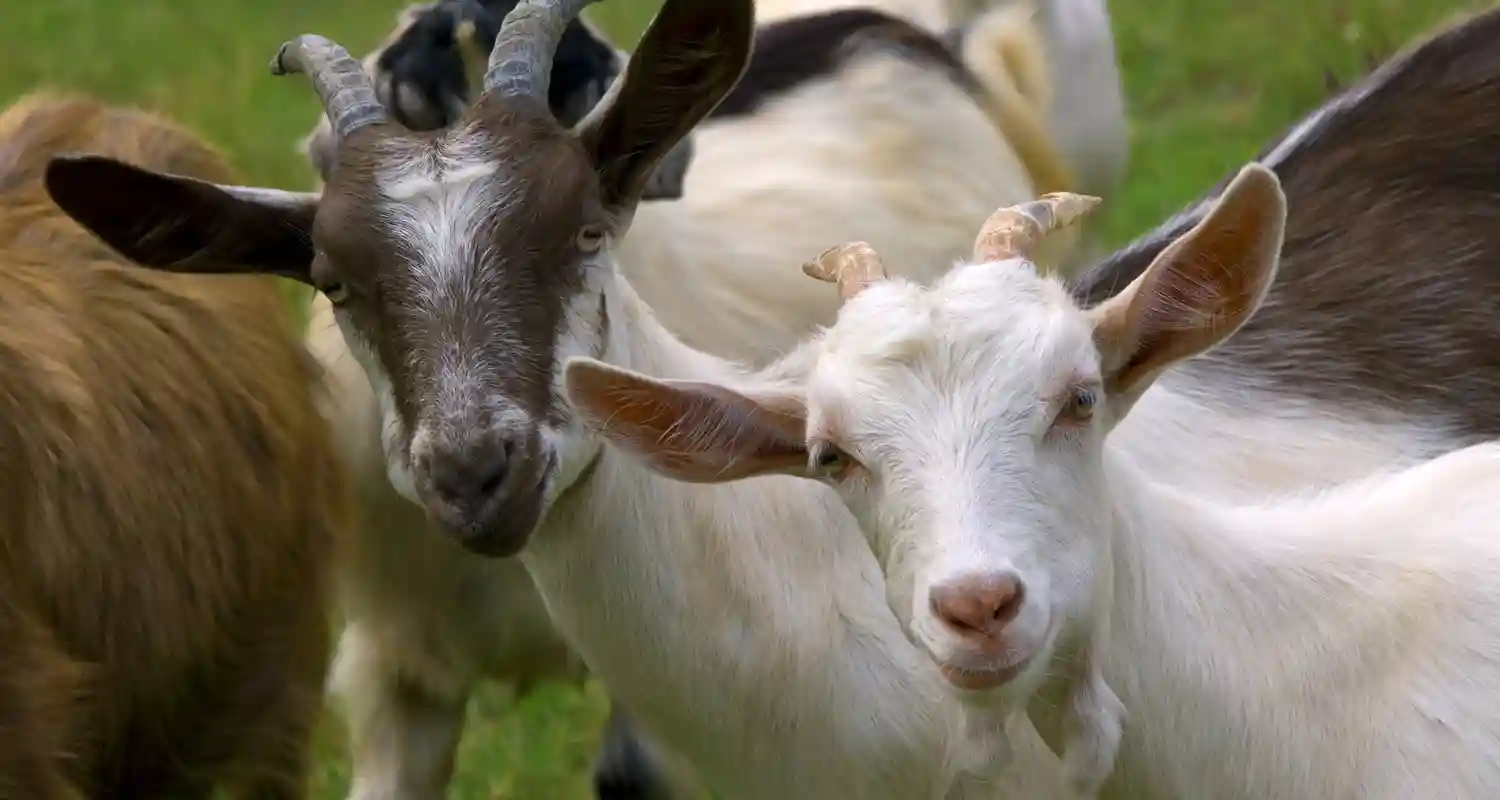 A Barcellona utilizzano le pecore come vigili del fuoco