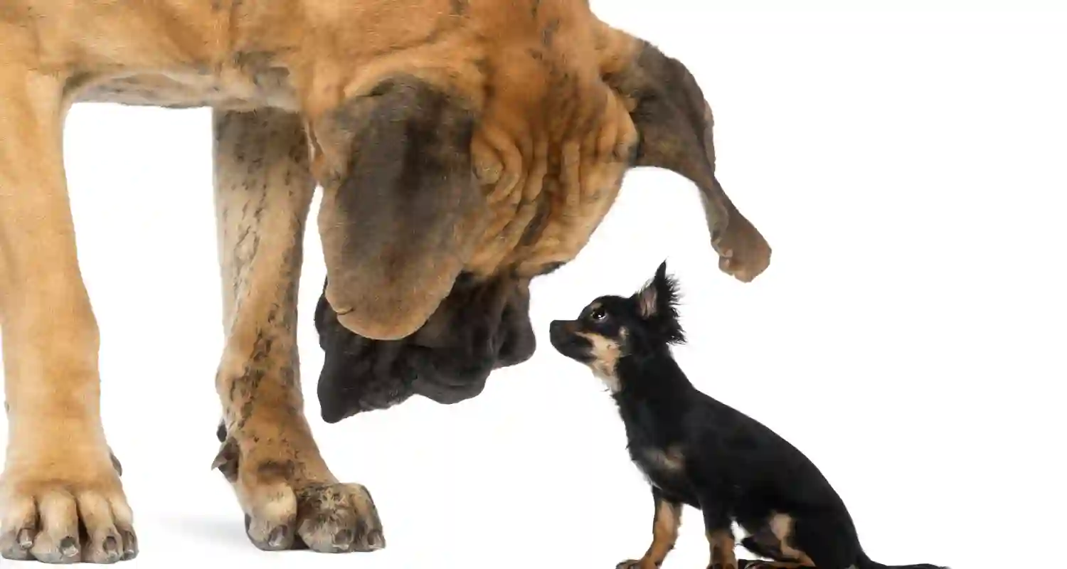 Donna a passeggio con un cane sconosciuto spaventa le persone