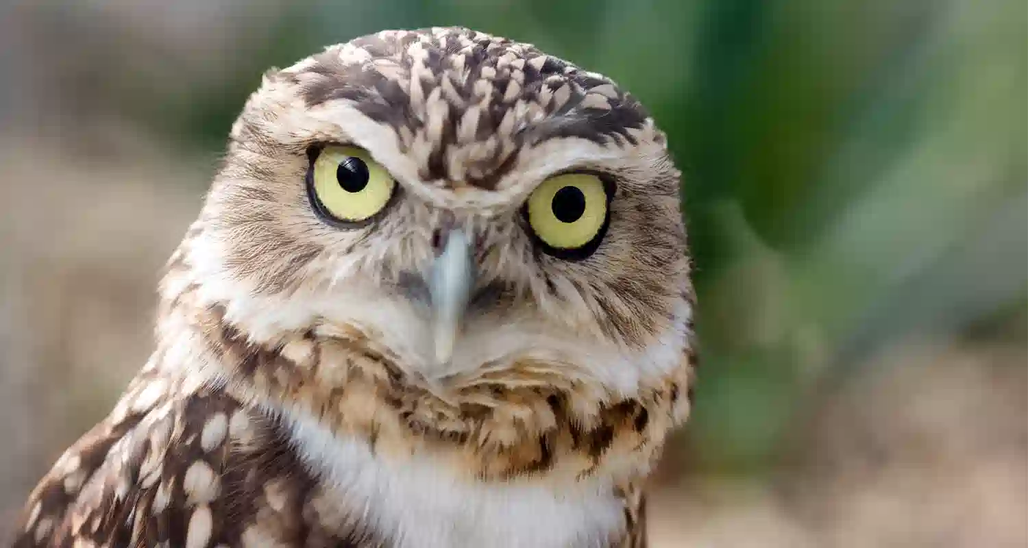 Il gufo mimetizzato fa impazzire il web