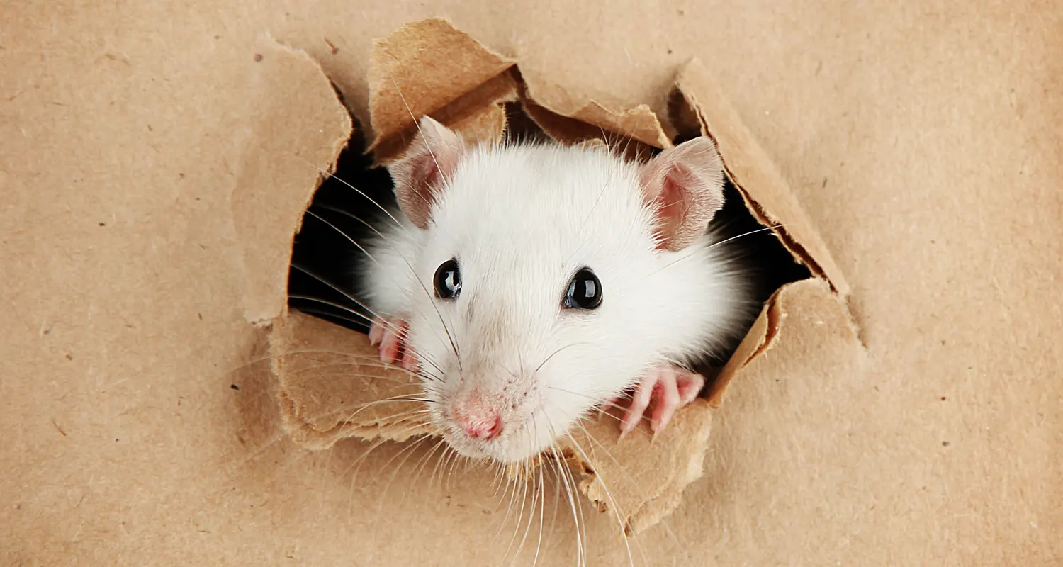 Ai topi piace Michael Jackson e i Queen