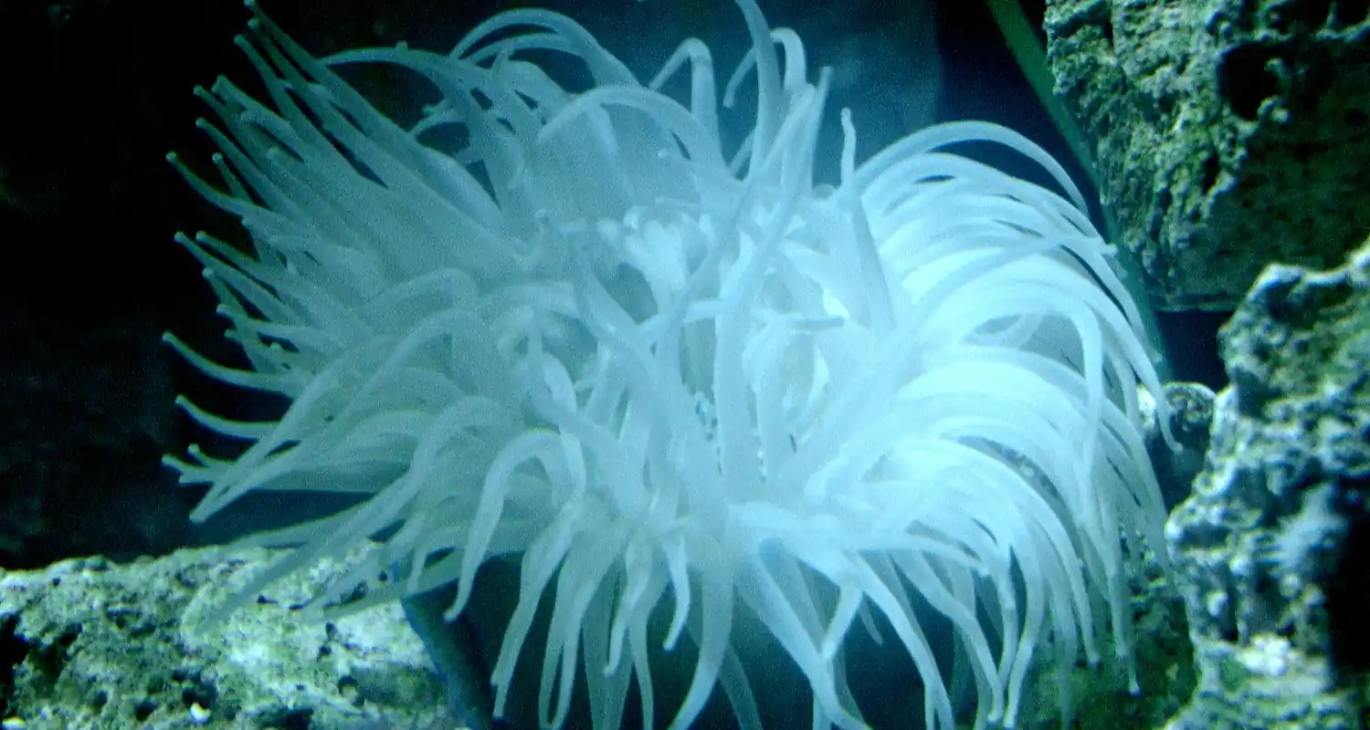 Il segreto del misterioso animale che non invecchia mai