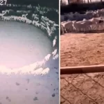 La verita sulle pecore che girano in circolo da settimane