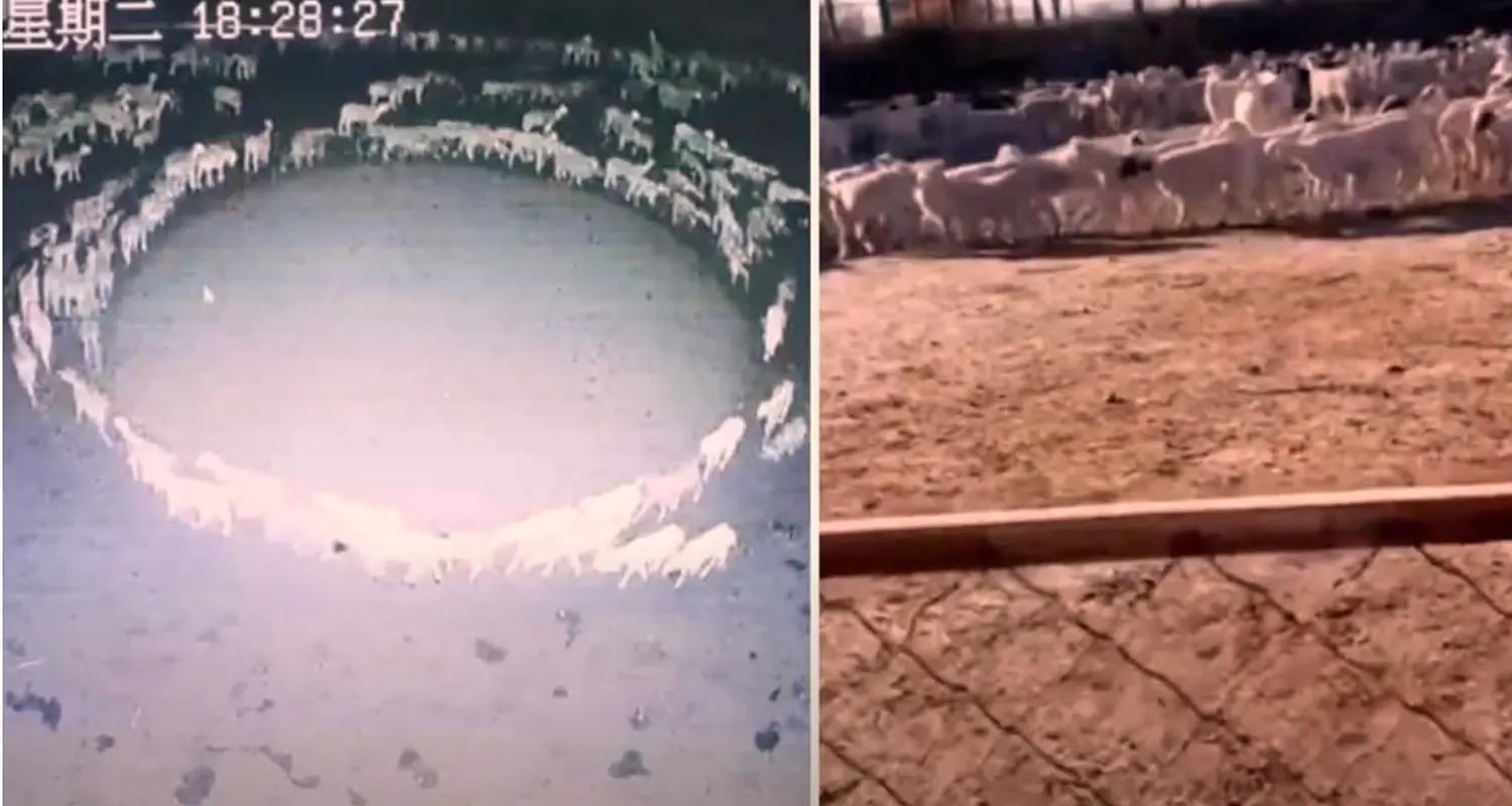 La verita sulle pecore che girano in circolo da settimane