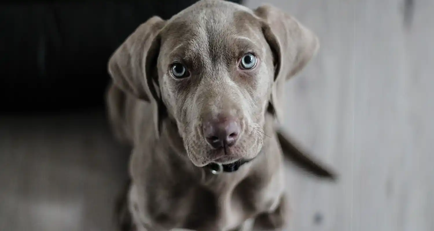 Esistono davvero cani cattivi e cani buoni