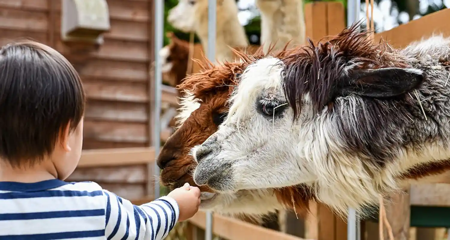 Direttore dello Zoo licenziato dopo essersi cucinato i suoi animali