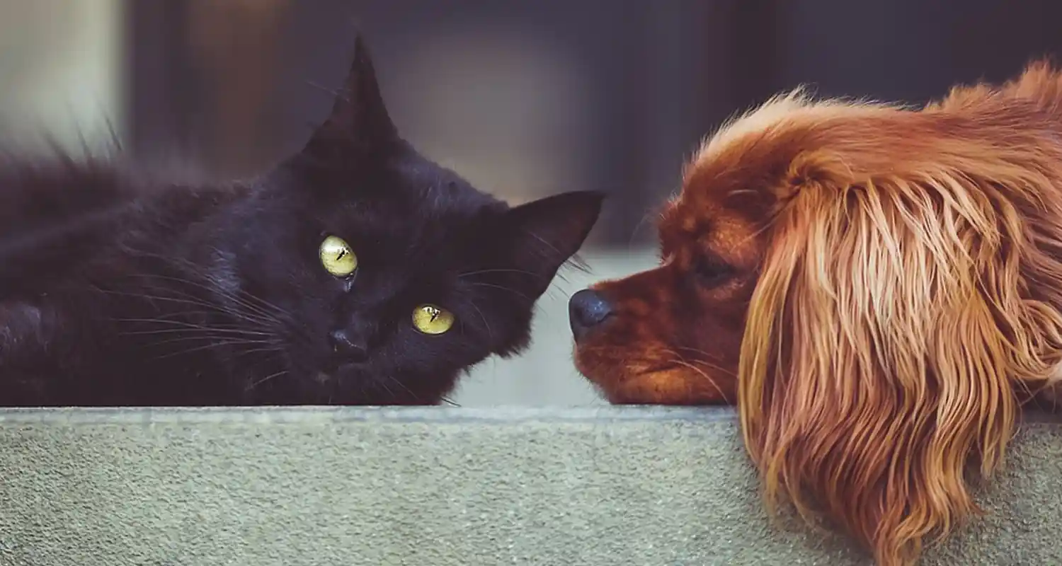 I proprietari di gatti sono piu intelligenti di quelli dei cani