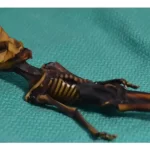 Risolto il mistero del piccolo scheletro alieno