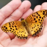 Se entra una farfalla in casa segno premonitore