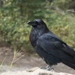 Perche il corvo presagio di morte