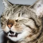 Ecco perche non devi mai fermare uno starnuto