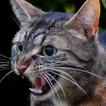 I gatti possono farci diventare schizofrenici