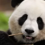 Cina I visitatori dello zoo scoprono la verita sui panda