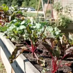 Come costruire un orto in giardino