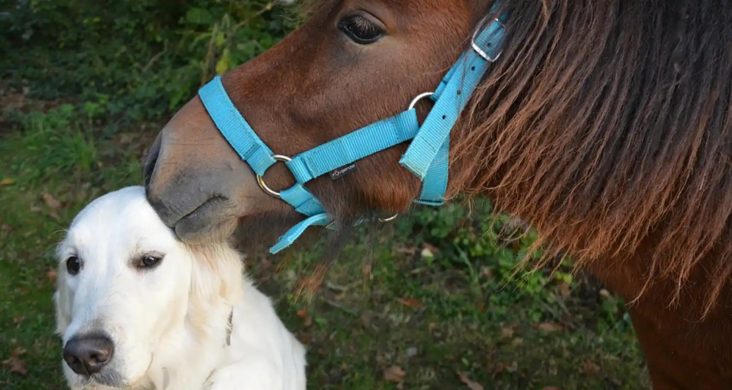 Gli animali fiutano la nostra paura