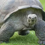 incredibile storia delle tartarughe giganti delle Galapagos