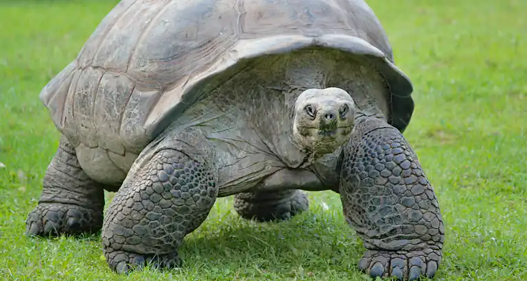 incredibile storia delle tartarughe giganti delle Galapagos