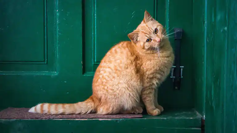 Ecco perchè i gatti odiano le porte chiuse