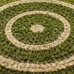 Cerchi nel Grano Arte Aliena o Scherzi Elaborati