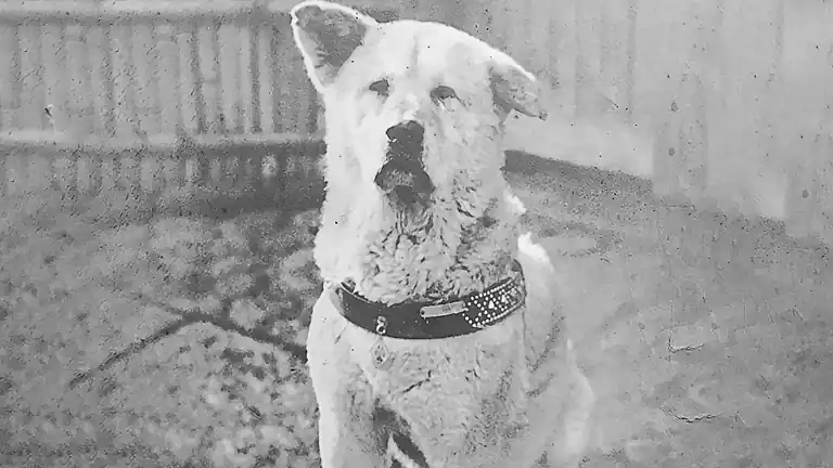 Incredibile Storia di Hachiko Il Cane della Fedeltà Infinita