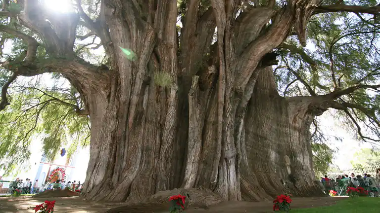 La leggenda del gigante di Tule un albero che ha un padrone