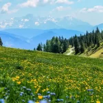 Lo sapevi che le piante parlano tra loro