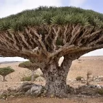 Socotra Un isola che non sembra appartenere alla Terra
