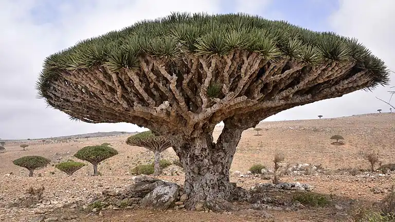 Socotra Un isola che non sembra appartenere alla Terra