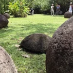 Stone Spheres in Costa Rica Giganti Sferiche di un Antica Civiltà Scomparsa