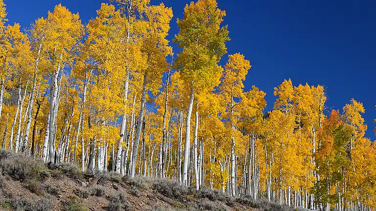Gli Alberi più Antichi del Mondo I Segreti del Pando la Foresta Vivente che Non Muore Mai