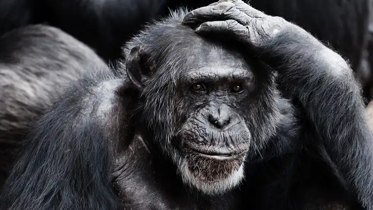 Il Paradosso del Comma 22 Quando Nessuna Scelta è Possibile