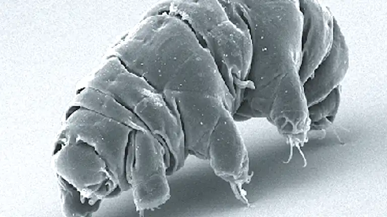 Il fascino dei Tardigradi Le Creature più Resilienti del Pianeta